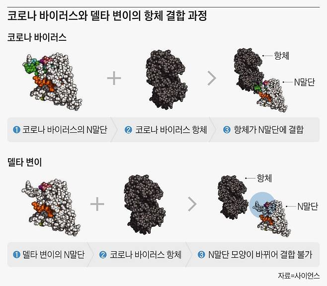 항체(가운데 검은색)는 코로나 바이러스의 N말단(왼쪽 녹색 부위)에 결합해 인체 감염을 막는다. 델타 변이 바이러스는 돌연변이로 N 말단의 모양이 바뀌면서 항체가 결합하지 못한다(오른쪽)./사이언스