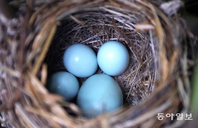 뻐꾸기 암컷이 붉은머리오목눈이(뱁새)가 잠깐 둥지를 비운 사이 네개의 알 중 하나를 밀쳐버리고 자신의 알을 낳은 모습입니다. 경기 과천시, 2017년 6월 29일 촬영.