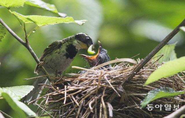 노랑턱멧새 어미가 새끼 뻐꾸기에게 먹이를 먹이고 있습니다. 경기 광명시, 2016년 6월 30일 촬영. 생태사진가 전창열 씨 제공.