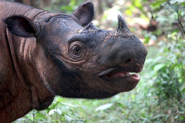 수마트라코뿔소. 몽아베이 캡처