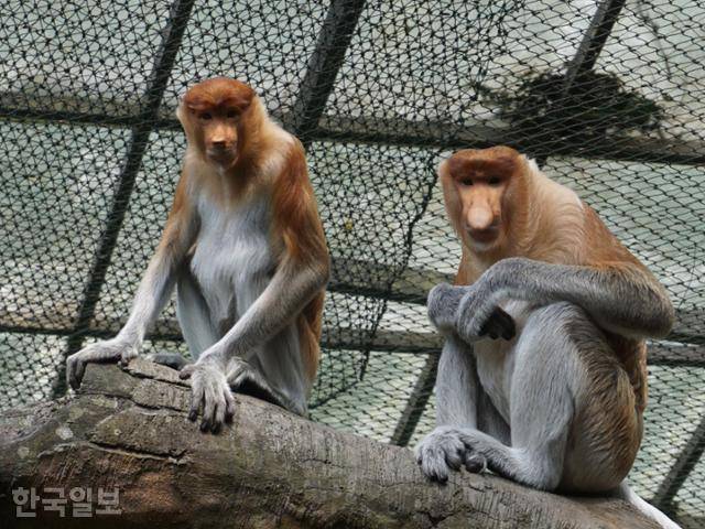보고르 타만사파리에 있는 코주부원숭이. 보고르=고찬유 특파원
