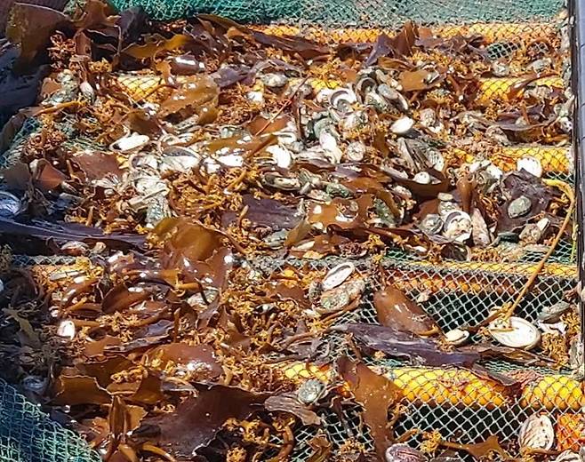 최근 전남 진도군에는 500mm가 넘는 기록적인 폭우가 내려 저염분화로 전복이 대량 폐사해 251억원의 피해가 발생했다. 사진은 폐사한 전복. /진도군 제공