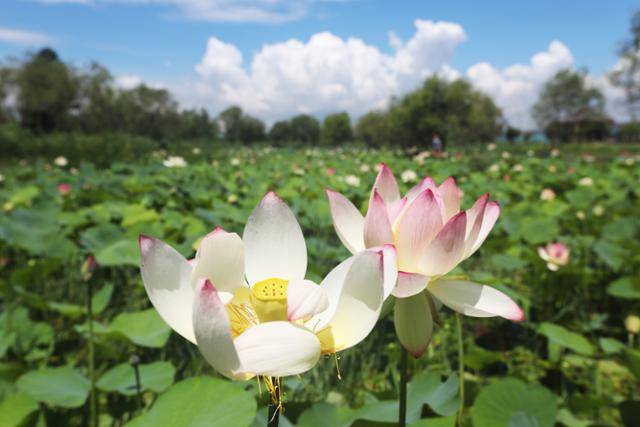 삼락생태공원 연꽃단지에 연분홍 연꽃이 화사하게 피었다. ⓒ박준규