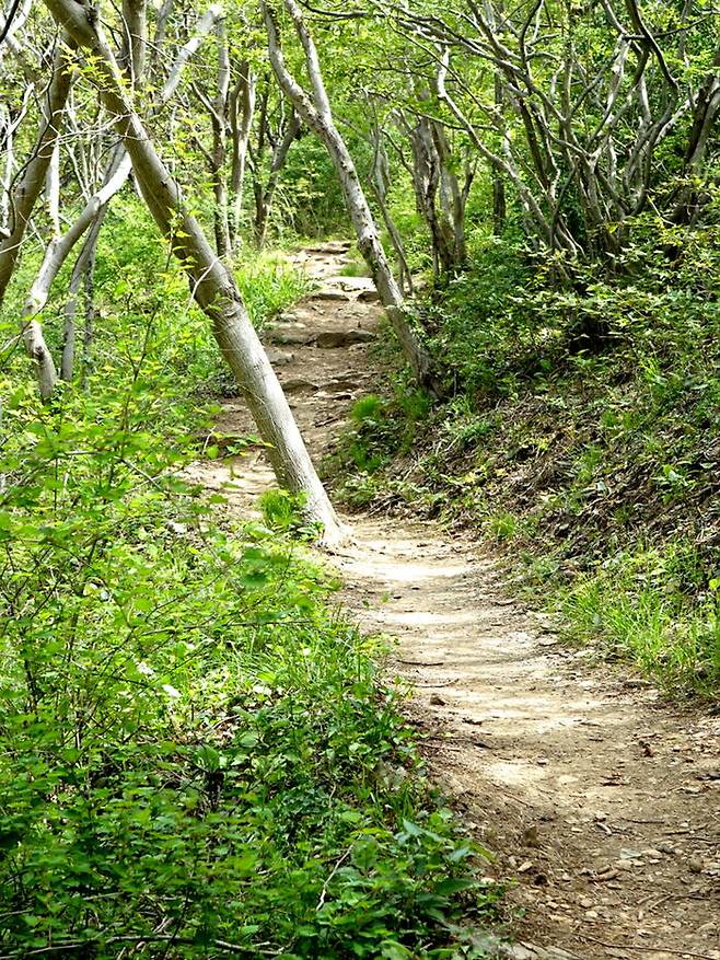 길의 초입은 그저 푸르름만이 흔들리며 손짓하는 숲길이다.