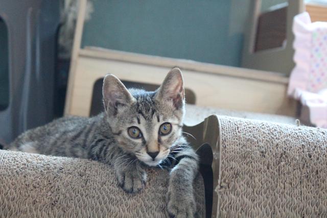현재 팅커벨프로젝트 입양센터에서 지내고 있는 마루는 사람을 좋아하고 다른 고양이들과도 잘 지낸다. 팅커벨프로젝트 제공