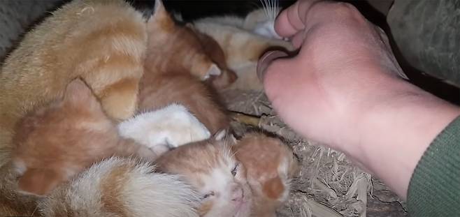 유튜버 ‘매탈남’이 구조한 새끼 고양이 6마리.​​​​​​​ⓒ'매탈남' 유튜브 채널 갈무리