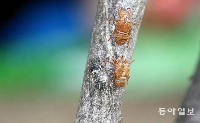 서울 노원구 마들근린공원에서 탈피(껍질을 벗는 것)를 마친 매미가 요란하게 울고 있다. 2017년 8월 6일 촬영.