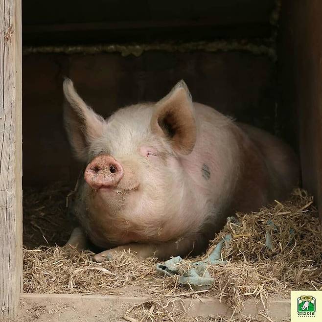 살아남은 돼지 새벽이는 생추어리에서 매일 코로 흙을 파고, 진흙 목욕을 하고 일광욕을 즐기는 돼지로서의 일상을 살아가고 있다. 새벽이생추어리 제공