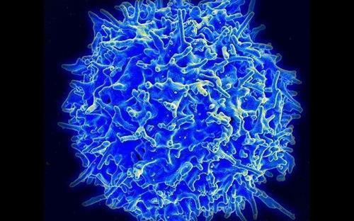세포 면역에 핵심 역할을 하는 T세포 변이 코로나의 확산 등으로 항체 면역의 한계가 드러나면서 T세포 중심의 세포 면역에 관심이 쏠리고 있다. 
[미국 NIAID(국립 알레르기 감염병 연구소) 제공 / 재판매 및 DB 금지]