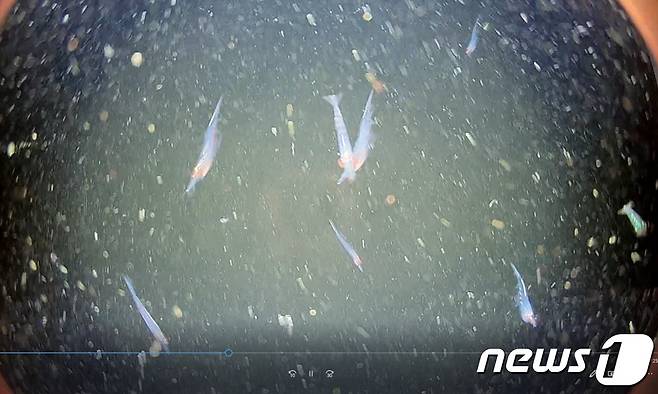 수심300m에서 발견된 바다곤쟁이 무리(국립수산과학원제공)© 뉴스1