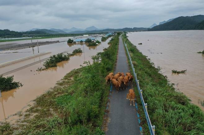 지난해 8월 집중호우에 따른 섬진강댐 방류로 침수피해를 입은 전북 순창군 유등면 제방도로로 떠밀려나온 송아지 무리