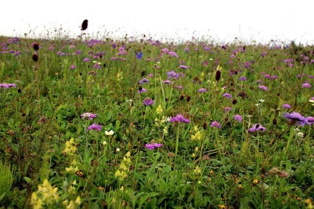 공중초원을 뒤덮은 솔체꽃과 오이풀. ⓒ최종명