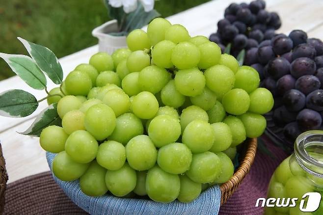 샤인머스캣 포도 이미지/사진=뉴스1