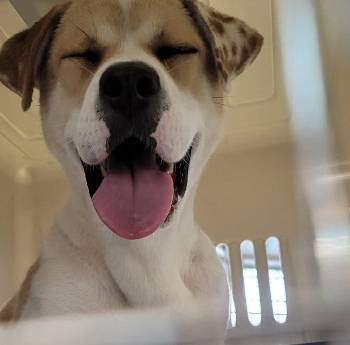 미국으로 입양돼 새 삶을 찾은 스테파니./사진=롯데목장 개살리기 시민모임(인스타그램 @lotte250dogs)