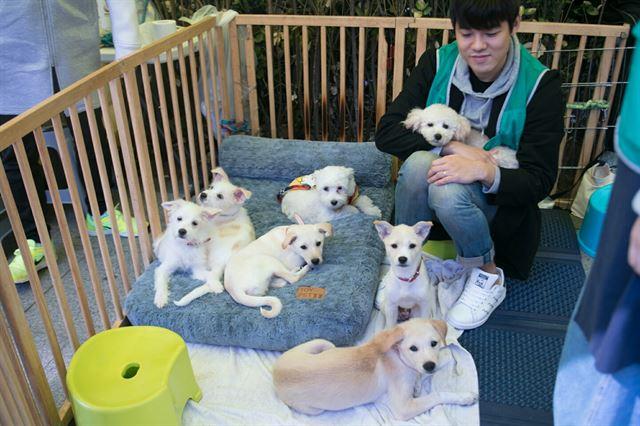 2018년 서울 이태원 유기동물 가족찾기 행사장에 나와 있는 안나와 가족들. 유행사 제공