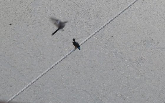 물총새 위쪽로 할미새가 날아들며 영역 침범을 경계하는 모습. 이석우씨