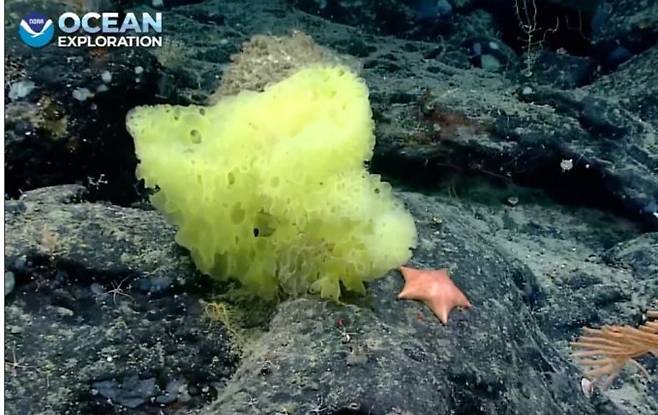 전 세계적으로 인기를 끈 미국 애니메이션 '네모바지 스폰지밥'의 주인공 스폰지밥(sponge bob)과 그의 친구 뚱이(patrick star)를 꼭 닮은 해양생물체가 발견됐다. 트위터 캡처