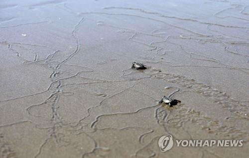 갓 부화해 바다로 나가는 새끼 바다거북  [EPA=연합뉴스]