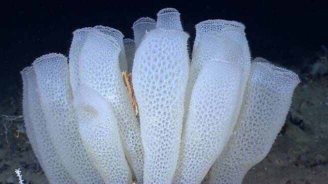 서태평양 깊은 바다 바닥에 사는 유리해면류인 비너스의 꽃바구니 모습으로 콜라겐 단백질 골격으로 이뤄진 전형적인 해면과는 전혀 다른 생김새다. 위키피디아 제공
