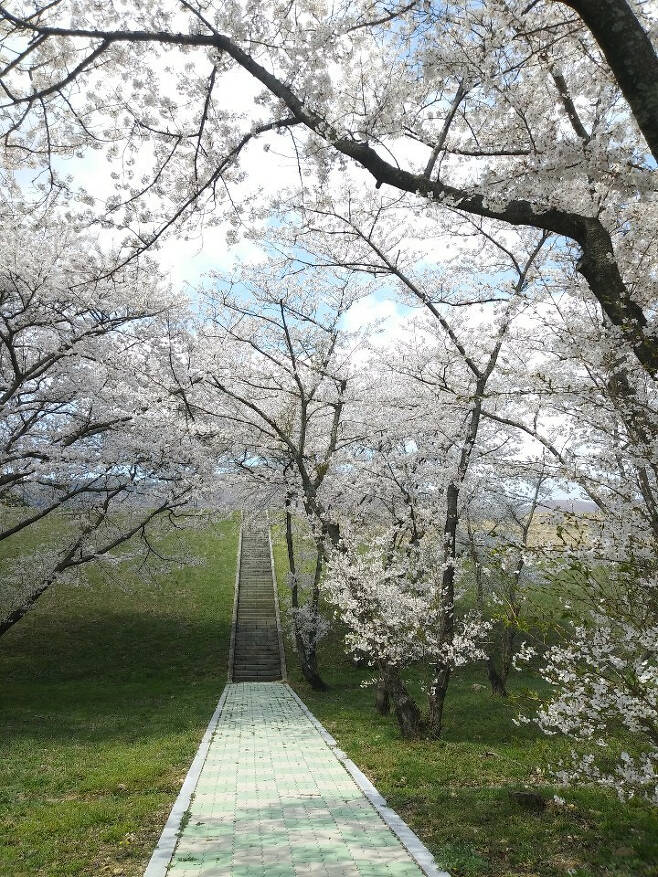 창원시 웅동수원지 인근의 벚나무에 벚꽃이 만개한 모습./사진제공=창원시
