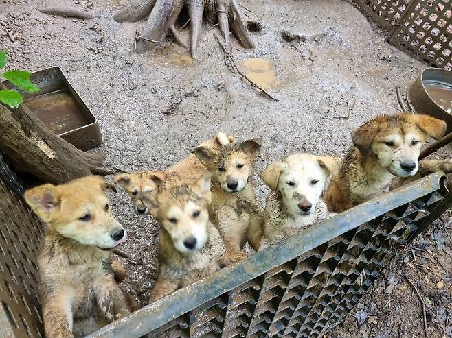 사고 현장 근처 개농장 모습. 태어난 지 얼마 되지 않은 강아지들도 여러 마리 발견됐다.