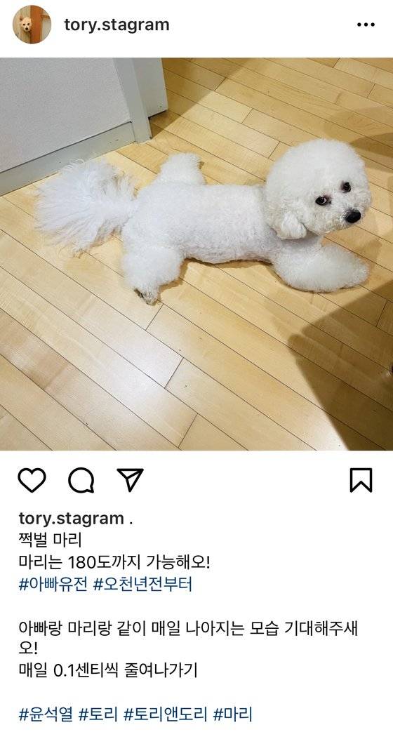 윤석열 전 검찰총장이 4일 양 뒷다리를 활짝 벌린 채 배를 깔고 엎드린 반려견 '마리'의 사진을 인스타그램에 게시하며, 자신의 '쩍벌' 논란을 언급했다. [토리스타그램 캡처]