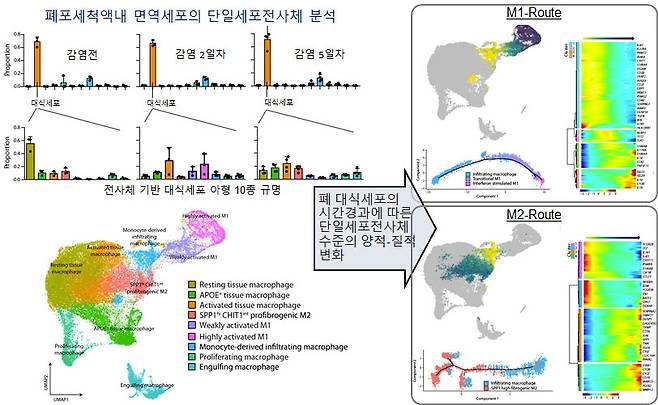 폐 손상 유발 코로나19 면역세포 기원·특성 규명 연구 모식도 [KAIST 제공. 재판매 및 DB 금지]