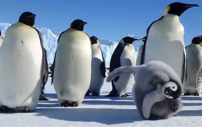 황제펭귄의 번식지가 파괴되면서 멸종위기설이 본격적으로 제기되고 있다.[호주정부 홈페이지 캡처, DB 및 재판매 금지]