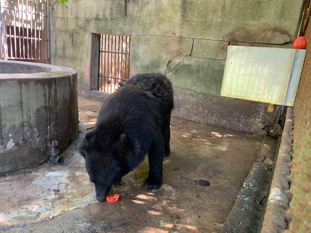 곰이 토마토를 먹고 있다. 곰마다 좋아하는 과일이 다 다르다. 화천=고은경 기자