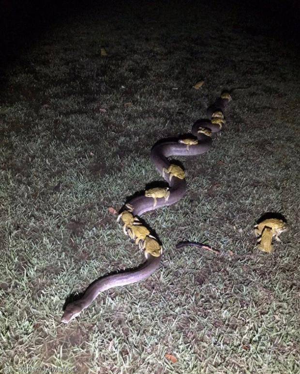 비단뱀 위에 올라탄 10여마리의 수수 두꺼비. 일반적으로 두꺼비와 뱀은 천적관계지만, 호주 지역 동물들은 수수 두꺼비가 안전한 식사가 아니라는 것을 알기 때문에 사냥을 피한다. [출처=트위터]