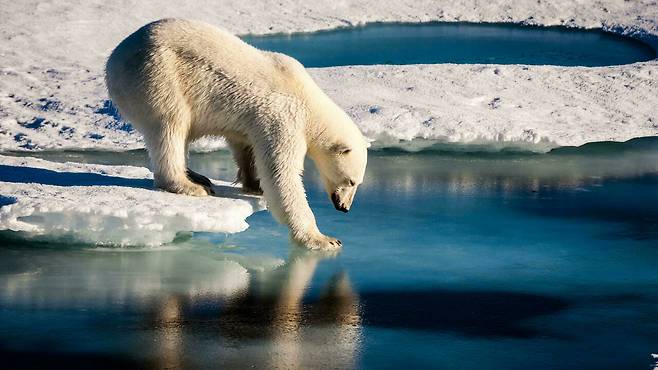 기후변화 탓에 먹이가…사람 습격하는 북극곰 늘었다(사진=AFP 연합뉴스)