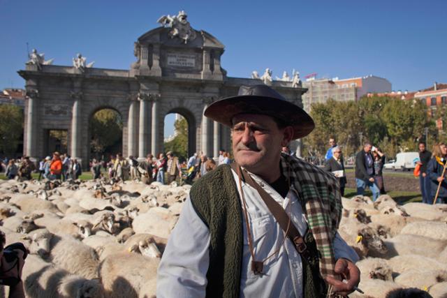 2011년 10월 30일 스페인 마드리드의 알칼라 광장을 가득 메운 양을 양치기가 둘러보고 있다. AP=연합뉴스