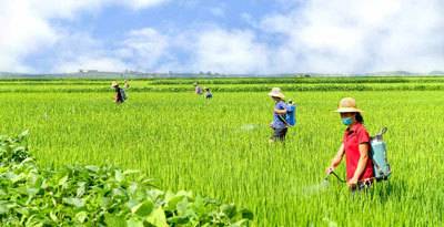 [서울=뉴시스] 재령군 강교협동농장에서. 2021.08.07. (사진=노동신문 캡처) *재판매 및 DB 금지