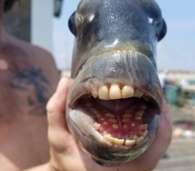 입이 양의 입처럼 생긴 것으로 알려진 양머리 물고기. 사람과 똑같은 이빨을 가지고 있다. 제네트 피어 페이스북 캡처