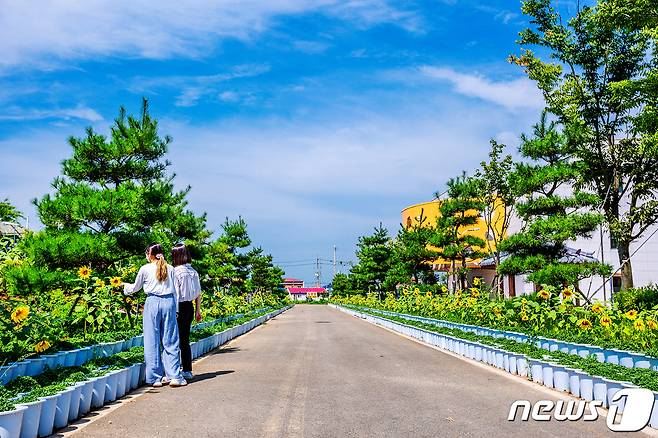 국화황토공원 진입로에 핀 해바라기를 시민이 구경하는 모습© 뉴스1