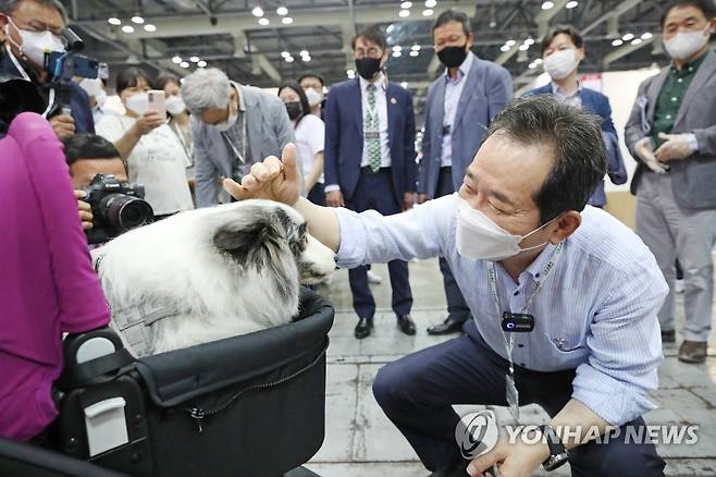 강아지에게 간식 주는 정세균 전 총리 (고양=연합뉴스) 김도훈 기자 = 더불어민주당 대선 주자인 정세균 전 총리가 30일 오전 경기도 고양시 킨텍스에서 열린 K-펫페어(K-Pet Fair)에서 견주와 함께 행사장을 찾은 한 애완견에게 간식을 주고 있다. 2021.5.30 superdoo82@yna.co.kr