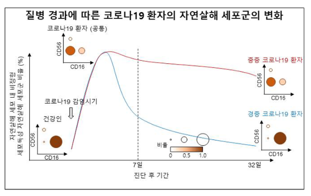 코로나19 환자에게서 나타나는 자연살해 세포 변화 모습. 과학기술정보통신부 제공