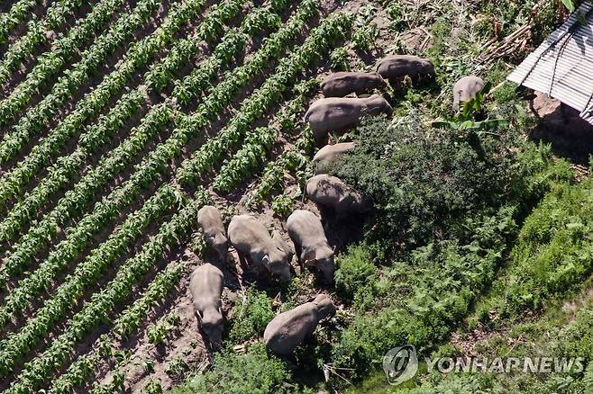 야생 코끼리 떼 [AFP=연합뉴스 자료사진]