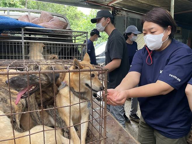 수의사 김형규씨의 진단에 따라 탈진 상태에 빠진 개들부터 켄넬로 옮겨졌다.
