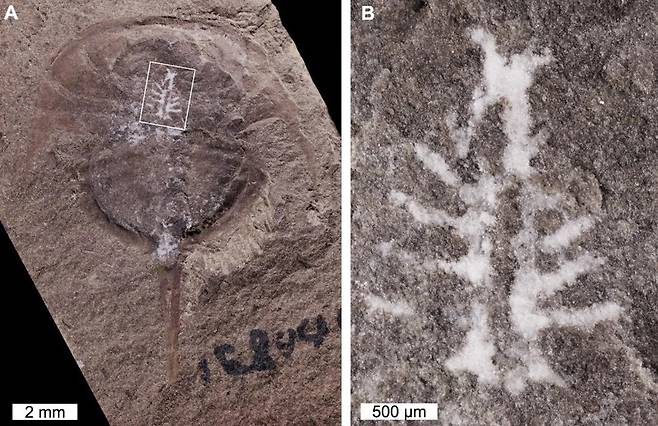 유프롭스의 전체 화석(왼쪽)과 뇌의 확대 사진(오른쪽)