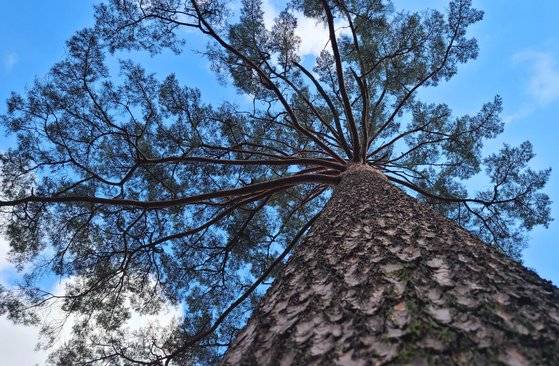 미인송. 최소 200년 이상 묵은 노거수다. 금강소나무는 미인송처럼 높고 곧고 바르다.