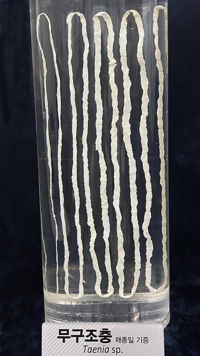 국내에서 발견된 무구조충 성충의 모습(한국건강관리협회 기생충박물관 소장). 무구조충은 길이 18m에 달하는, 태국 남성에서 수집된 충체가 세계적으로 유명하다.