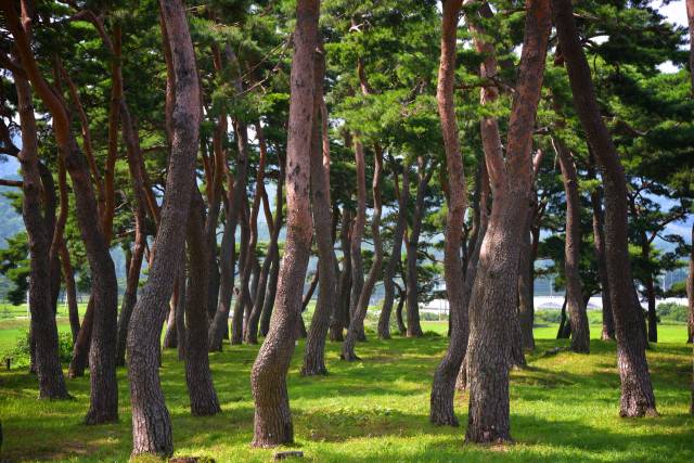 전남 보성 제암산 자연휴양림 / 사진 = 한국관광공사