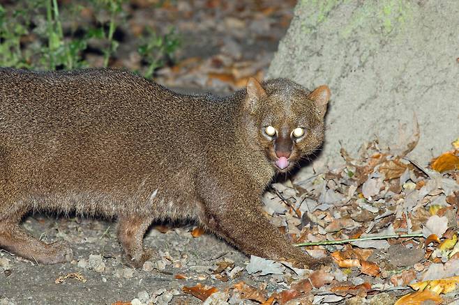 밤을 틈타 이동중인 재규어런디가 드물게 카메라에 포착됐다. 눈에서 내는 불빛이 예사롭지가 않다. /Alamy