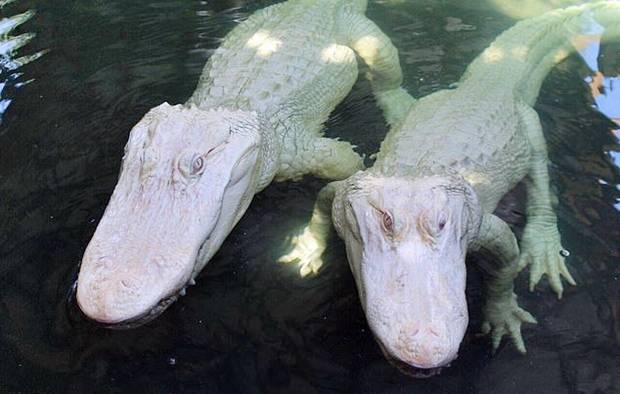 200종 이상의 야생동물과 악어가 서식하는 ‘와일드 플로리다’ 습지에는 보기 드문 악어 한 쌍이 살고 있다. 수컷 블리자드(16, 눈보라, 왼쪽)와 암컷 스노우플레이크(27, 눈송이)가 바로 그 주인공이다.