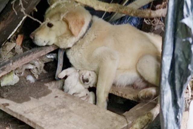 경기 과천시 갈현동 재개발 지역 재래식 화장실에서 떠돌이개가 이미 죽은 새끼를 품고 있다. 동물자유연대 제공