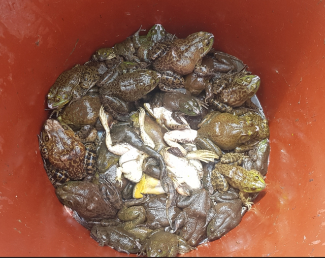 ▲ 충남 서산시 온석저수지에서 포획한 황소개구리 ⓒ서산시