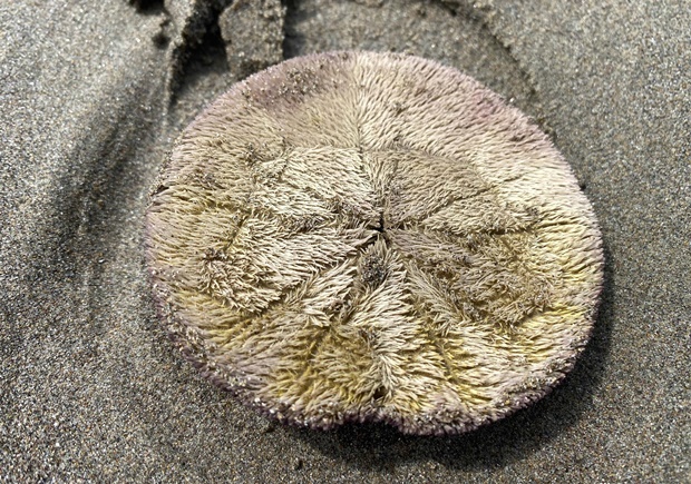 시사이드 해변에서 떼죽음을 당한 연잎성게./사진=시사이드 아쿠아리움