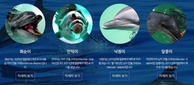 마린파크 홈페이지에는 네 마리의 돌고래 소개가 여전히 남아 있다. 네 마리 모두 1년 사이에 죽었다. 마린파크 홈페이지