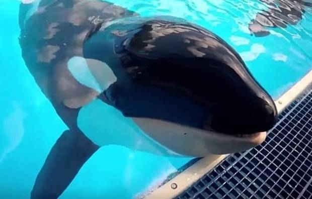1988년 씨월드 샌 안토니오에서 태어난 최초의 범고래 ‘카일라’는 30년 평생을 수족관에서 살다 2019년 수족관에서 폐 질환으로 숨을 거뒀다./씨월드 샌 안토니오 제공